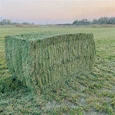 Alfalfa Bale Of Hay