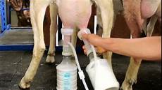 Cattle Milking Machines