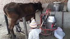Cow Milking Machines