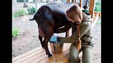 Goat Milking