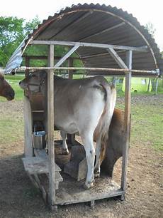 Milking Stall