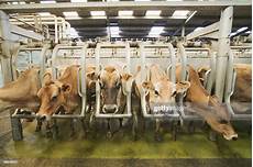 Milking Stalls
