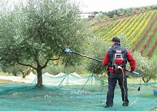 Olive Harvesters
