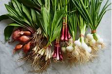 Onion And Garlic Planters
