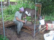 Sheep And Goats Milking