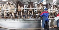 Sheepm Milking Systems