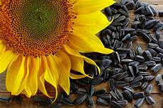 Sunflower Seed Cleaners
