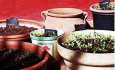 Aromatic Plants Consultancy Services