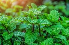 Aromatic Plants Consultancy Services