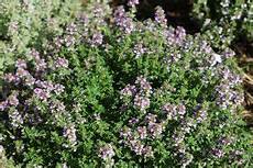 Aromatic Plants Consultancy Services