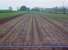 Black Drip Irrigation Pipes
