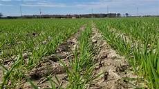 Combined Pulse And Grain Planting Machinery