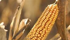 Corn Silage