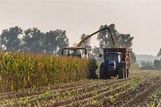 Corn Silage