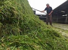 Corn Silage