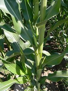 Corn Silage