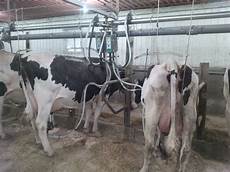 Cow Milking Systems