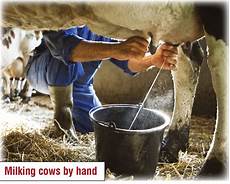 Cow Milking Systems
