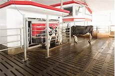 Cow Milking Systems