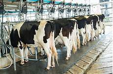 Cow Milking Systems