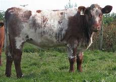 Cow Milking Systems