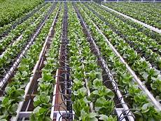 Drip Irrigation Fertilizers