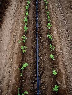 Drip Irrigation Fertilizers