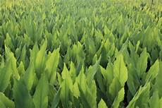 Drip Irrigation Fertilizers