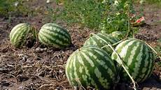Drip Irrigation Filter Systems