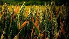 Exporter Of Tillage Machines