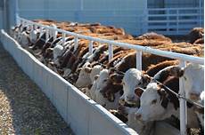 Feeding Cattle Silage