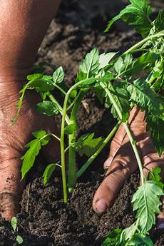 Fertilized Planters