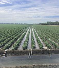 Flat Drip Irrigation Pipes