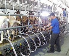 Goat Milking Systems