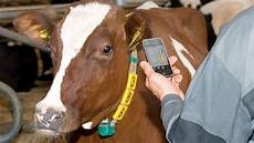 Goat Milking Systems