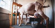 Goat Milking Systems