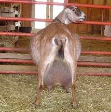 Goat Milking
