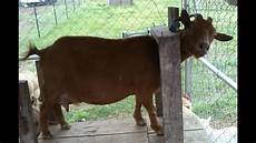 Goat Milking