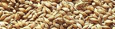 Grain Boilers
