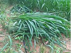 Grass Silage