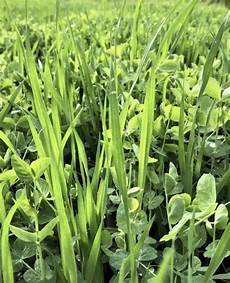 Green Forage Crops Roll Balers