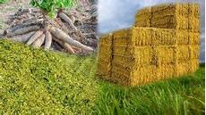 Hay Silage