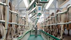 Herringbone Milking Parlor