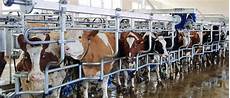 Herringbone Milking Parlor