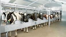 Herringbone Milking Parlor
