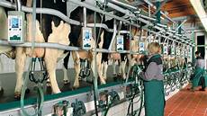 Herringbone Milking Parlor