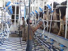 Herringbone Milking Parlor