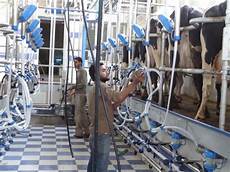 Herringbone Milking Parlors