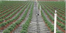 Installing Drip Irrigation
