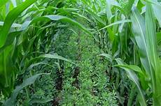 Inter-Row Drum Alfalfa Mowers